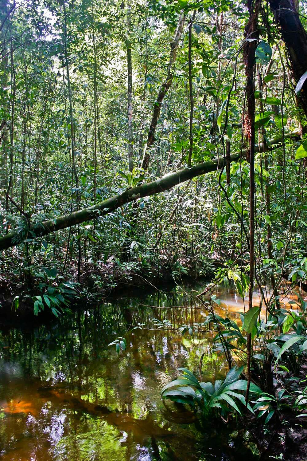 AMAZONAS 29_selva galeria_MG_3414.jpg